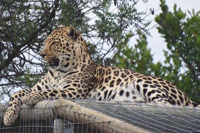 Cats in Conservation - Authentic Reviews and Insights