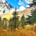 Cedars, Bsharre & Kozhaya Day Tour - The Experience From Reviews