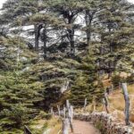 Cedars of Lebanon, Qozhaya, & Bcharre - With Lunch (4G on Board) - Authentic Experiences and Insights from Reviewers