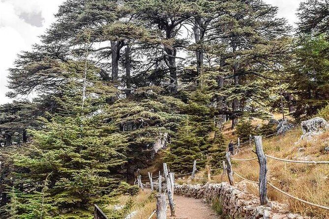 Cedars of Lebanon, Qozhaya, & Bcharre - With Lunch (4G on Board) - Authentic Experiences and Insights from Reviewers