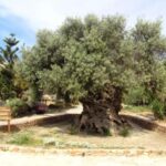 Chania Area: Food Tasting Tour with Winery Visit - Practical Details & Tips for Travelers