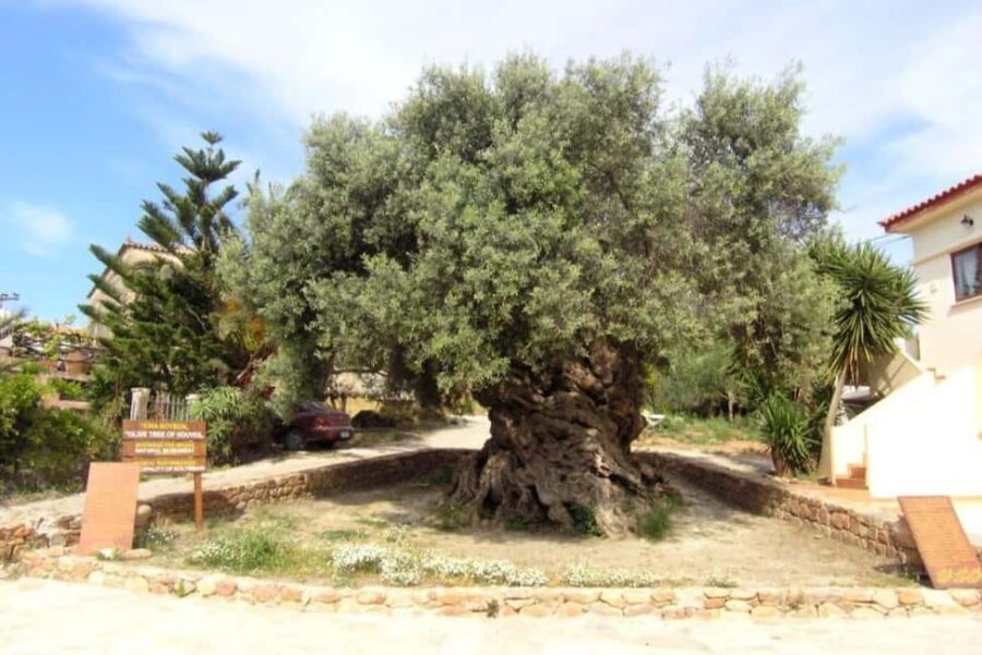 Chania Area: Food Tasting Tour with Winery Visit - Practical Details & Tips for Travelers