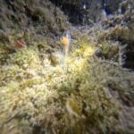 Chania Scuba Diving | Night Dive | Certified Divers - The Practical Details: Price, Duration, and Inclusions