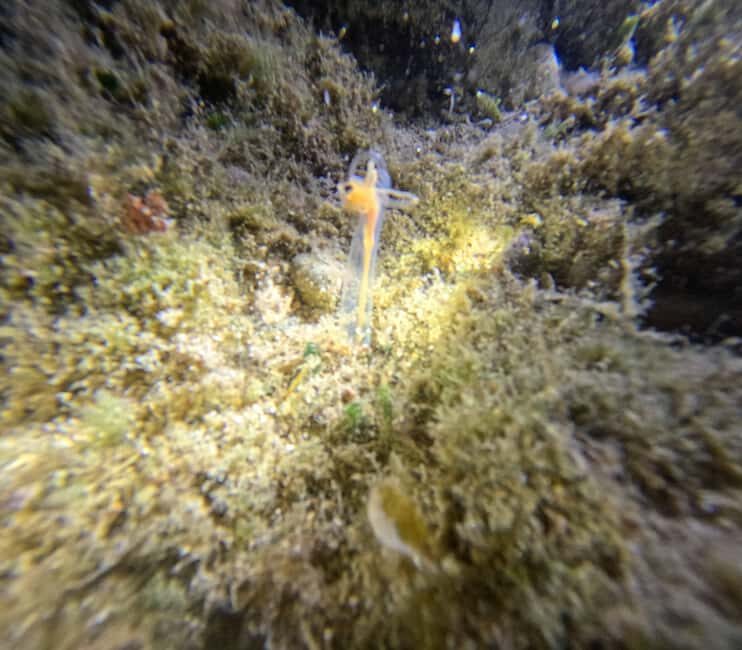 Chania Scuba Diving | Night Dive | Certified Divers - The Practical Details: Price, Duration, and Inclusions