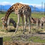 Cheetah Outreach, Giraffe Encounter, and Wine Tasting Experience - The Value of This Tour