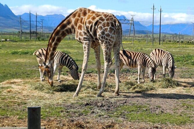 Cheetah Outreach, Giraffe Encounter, and Wine Tasting Experience - The Value of This Tour