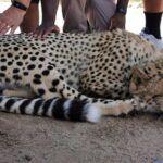 Cheetah Outreach Tour Somerset West, Gordon's Bay and Strand Beaches - Who Should Consider This Tour?