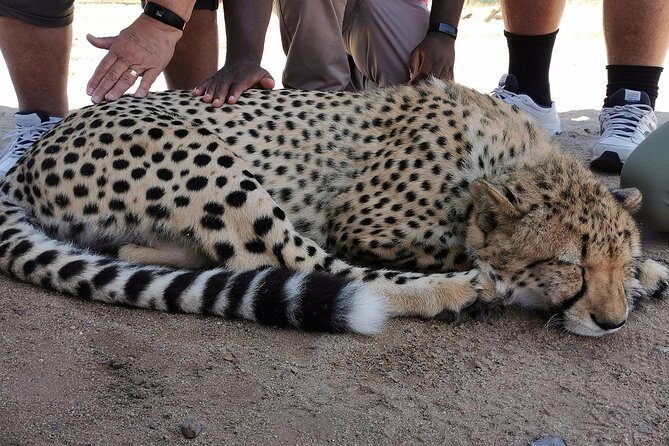 Cheetah Outreach Tour Somerset West, Gordon's Bay and Strand Beaches - Who Should Consider This Tour?