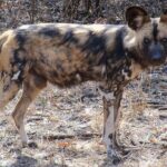 Cheetah + Wild dog Sanctuary, Tribal Dance Lunch + Lion Park - Final Thoughts