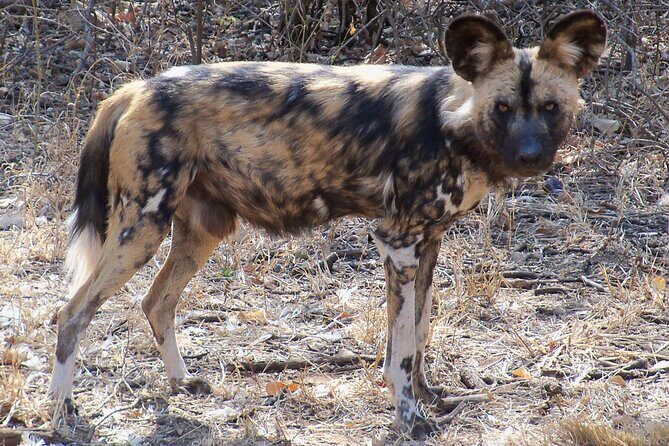 Cheetah + Wild dog Sanctuary, Tribal Dance Lunch + Lion Park - Final Thoughts