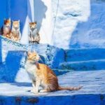 Chefchaouen Day Trip! The Blue City (Private Tour) - Detailed Breakdown of the Itinerary