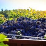 Chianti: Wine and Olive Oil Tasting with Cellar Tour - Authenticity and Learning