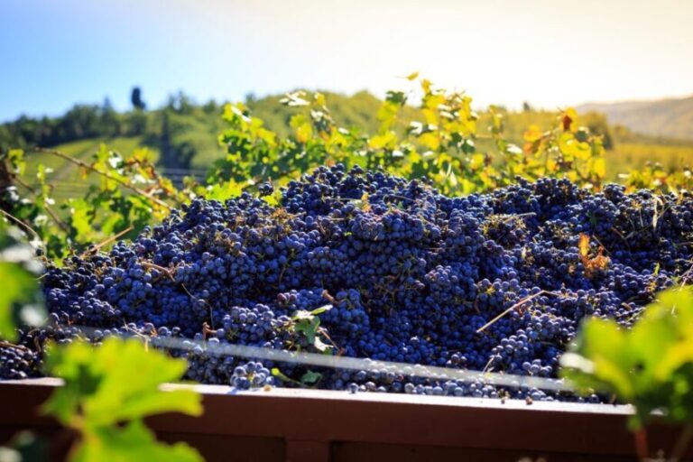 Chianti: Wine and Olive Oil Tasting with Cellar Tour - Authenticity and Learning