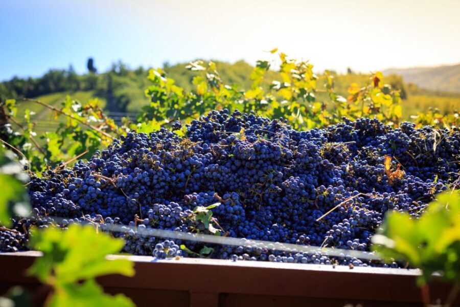Chianti: Wine and Olive Oil Tasting with Cellar Tour - Authenticity and Learning