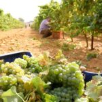 Chiclana de la Frontera: Winery Tour with Wine Tasting - Who Will Love This Tour?