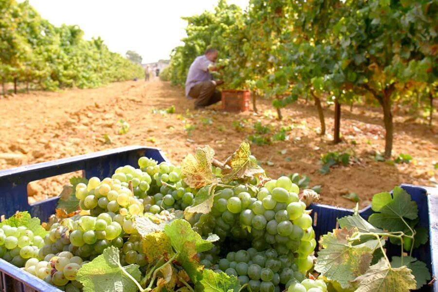 Chiclana de la Frontera: Winery Tour with Wine Tasting - Who Will Love This Tour?