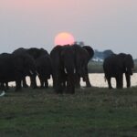 chobe 3hr sunset boat cruise - FAQ
