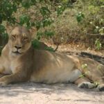 Chobe 6 Hours Game Drive - Key Points