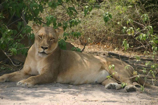 Chobe 6 Hours Game Drive - Key Points