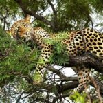 Chobe Botswana Day Trip River and Land Safari from Victoria Falls - Practical Details