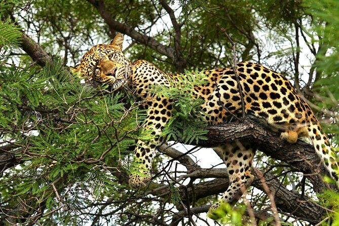 Chobe Botswana Day Trip River and Land Safari from Victoria Falls - Practical Details