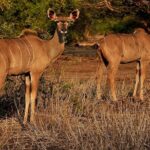 Chobe Day Trip - The Itinerary in Detail