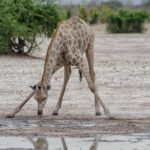 chobe Day trip - What Travelers Love About This Tour