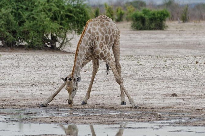 chobe Day trip - What Travelers Love About This Tour