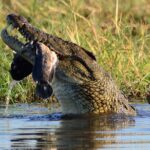 Chobe Day Trip - The Itinerary in Detail