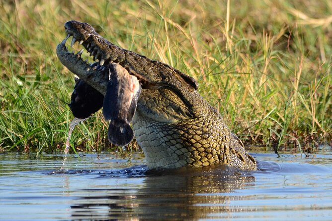 Chobe Day Trip - The Itinerary in Detail