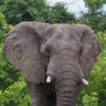 Chobe Day Trip - Value and Considerations