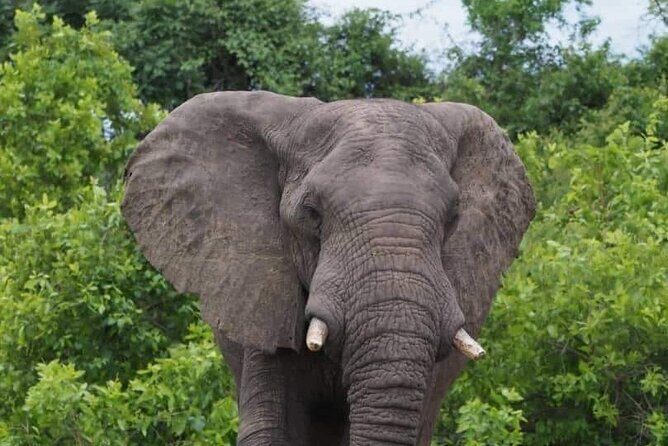 Chobe Day Trip - Value and Considerations