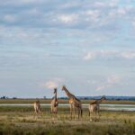 Chobe Day Trip - Midday Lunch and Rest