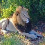 Chobe Day Trip - Boat Cruise: A New Perspective on Wildlife and Scenery