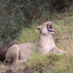 Chobe Day Trip Botswana - Who Should Consider This Experience?