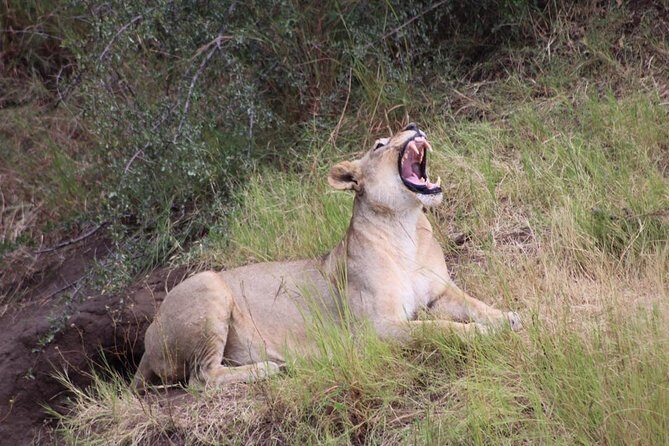 Chobe Day Trip Botswana - Who Should Consider This Experience?