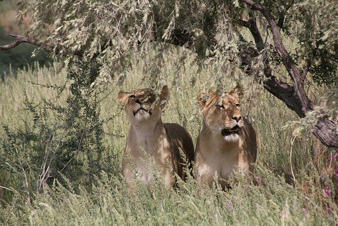 Chobe Day Trip -Botswana - What Travelers Can Expect