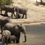 Chobe Day Trip from Livingstone - The Experience: A Deep Dive into the Day Trip