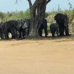 Chobe Day Trip from Livingstone, Zambia - The Itinerary Breakdown: What to Expect