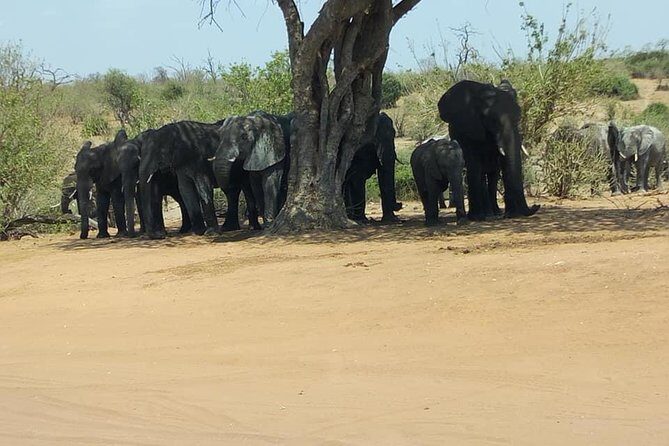 Chobe Day Trip from Livingstone, Zambia - The Itinerary Breakdown: What to Expect