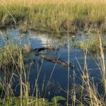Chobe Day Trip from Victoria Falls - Transportation and Group Size