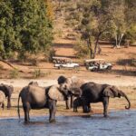 Chobe Day Trip From Victoria Falls - What Makes This Tour Stand Out?