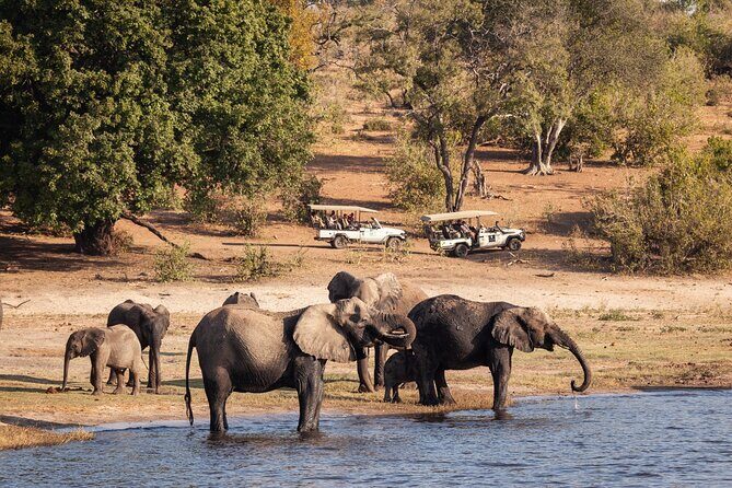 Chobe Day Trip From Victoria Falls - What Makes This Tour Stand Out?