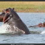 Chobe Day Trip in Botswana - The Practical Details