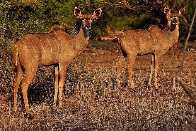 Chobe Day Trip - The Itinerary in Detail