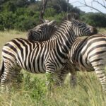 Chobe Extended Day Trip from Victoria Falls - Small Group - Transportation and Group Size