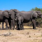 Chobe Full Day Safari From Victoria Falls - Why This Tour Works for Travelers