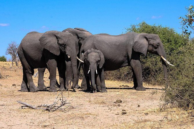 Chobe Full Day Safari From Victoria Falls - Why This Tour Works for Travelers