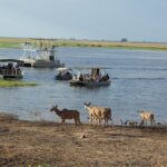 Chobe Full day Safari: Game Drive & Boat Safari with Lunch - Detailed Breakdown of the Itinerary