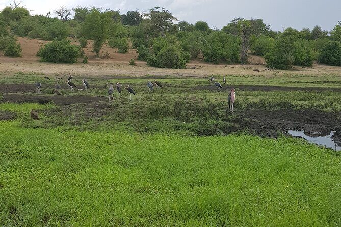 Chobe Full Day Safari in Chobe - What’s Included and What’s Not?